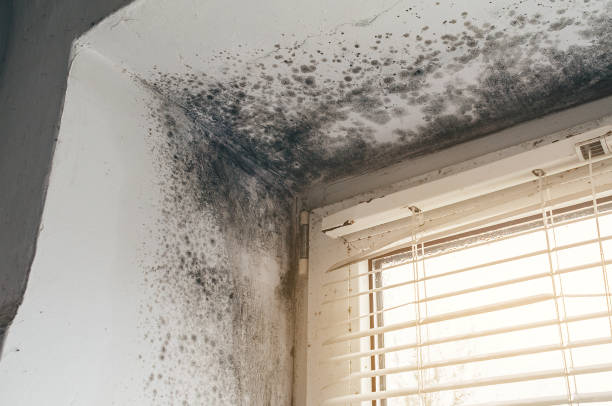 Affordable Black Mold Remediation solutions in Sparrows Point, MD